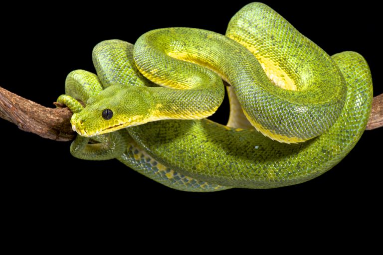 Green Tree Python Care guide & Info » Petsoid