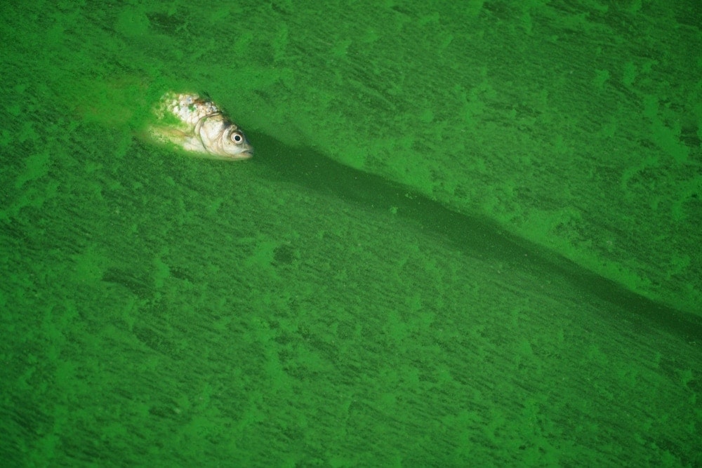 Hair algae and a dead fish