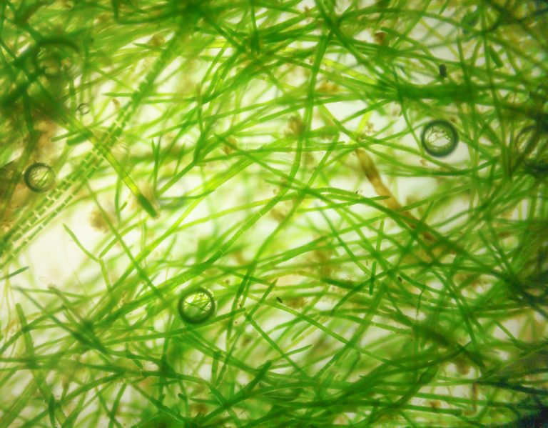 Hair Algae - Causes & How To Get Rid of Them » Petsoid