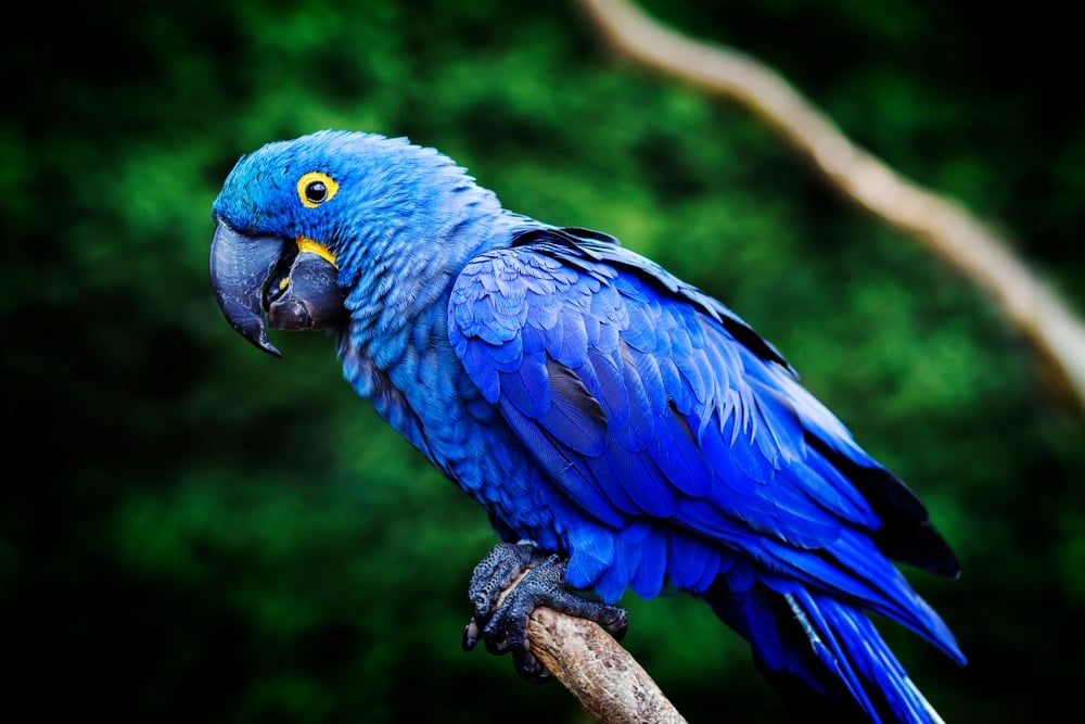 Hyacinth Macaw 1