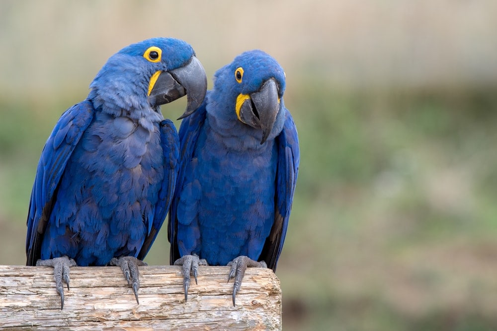 Hyacinth Macaw