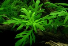 Water Wisteria Care Guide - Uses, Tank & More
