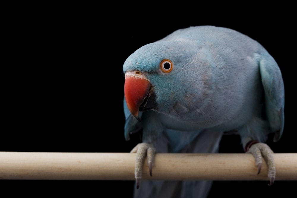 Parakeet Ringneck indiano