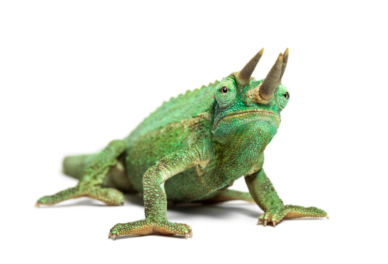 Jackson's Chameleon Care Guide & Info » Petsoid