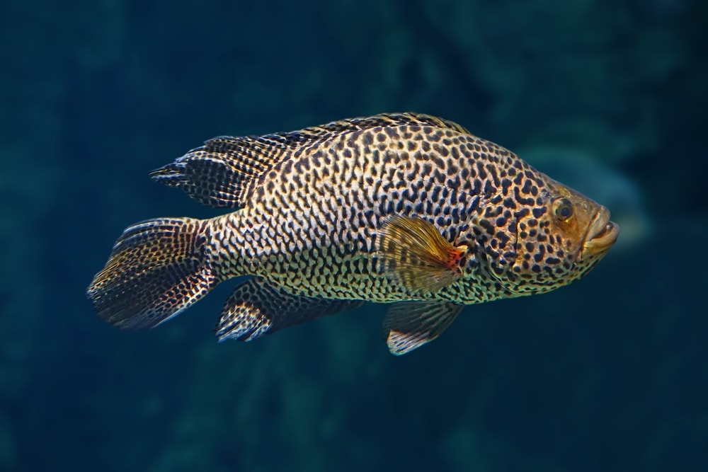 Jaguar Cichlid