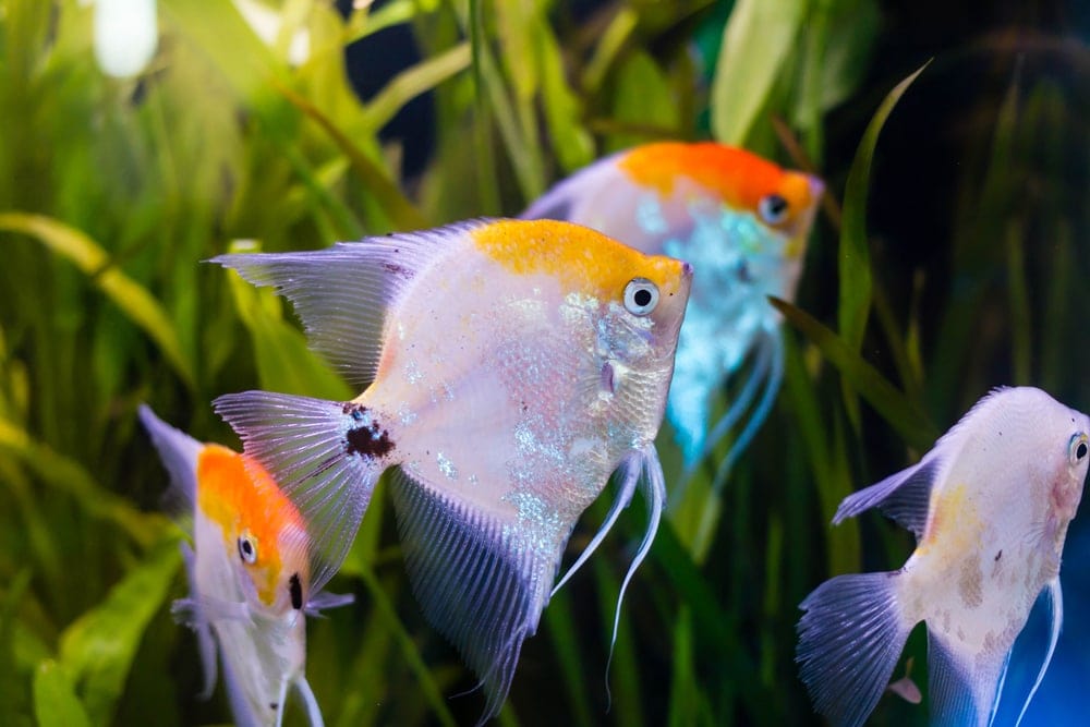 Different Types Freshwater Angelfish » Petsoid