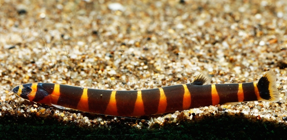 Kuhli Loach