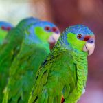 Lilac Crowned Amazon group