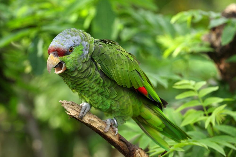 Lilac-Crowned Amazon in a jungle