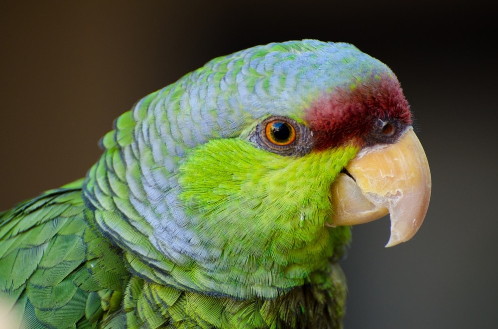 Lilac-Crowned Amazon looking into your eyes