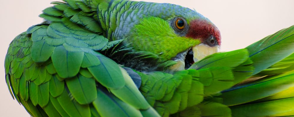 Lilac-Crowned Amazon biting his own tail