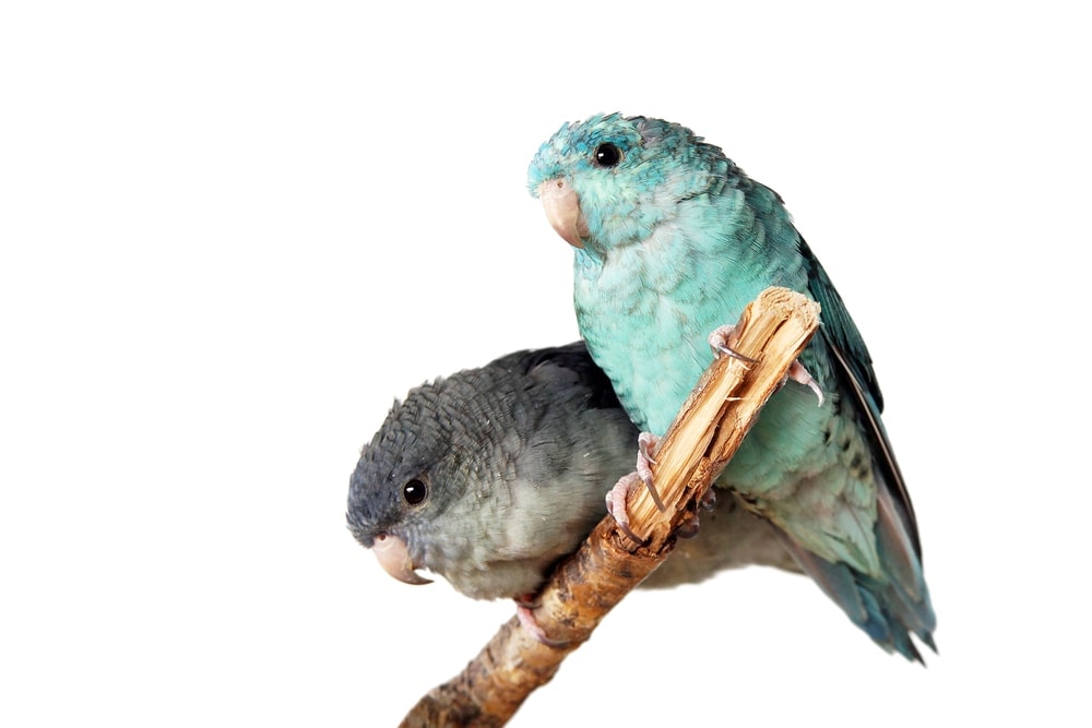 Lineolated Parakeets couple