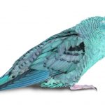 Lineolated Parakeets white background