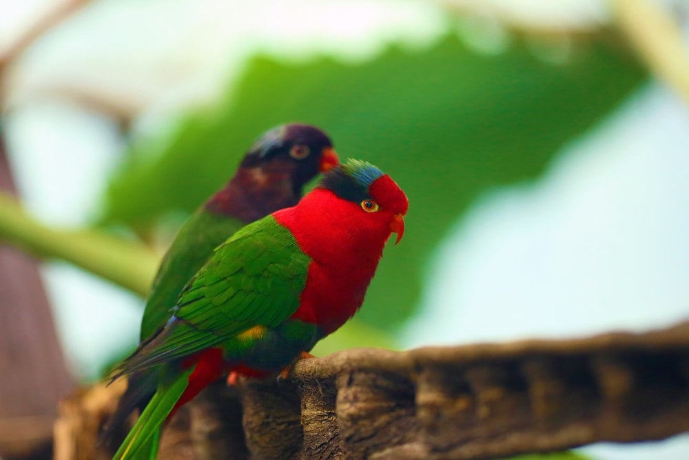 Lorikeet 2