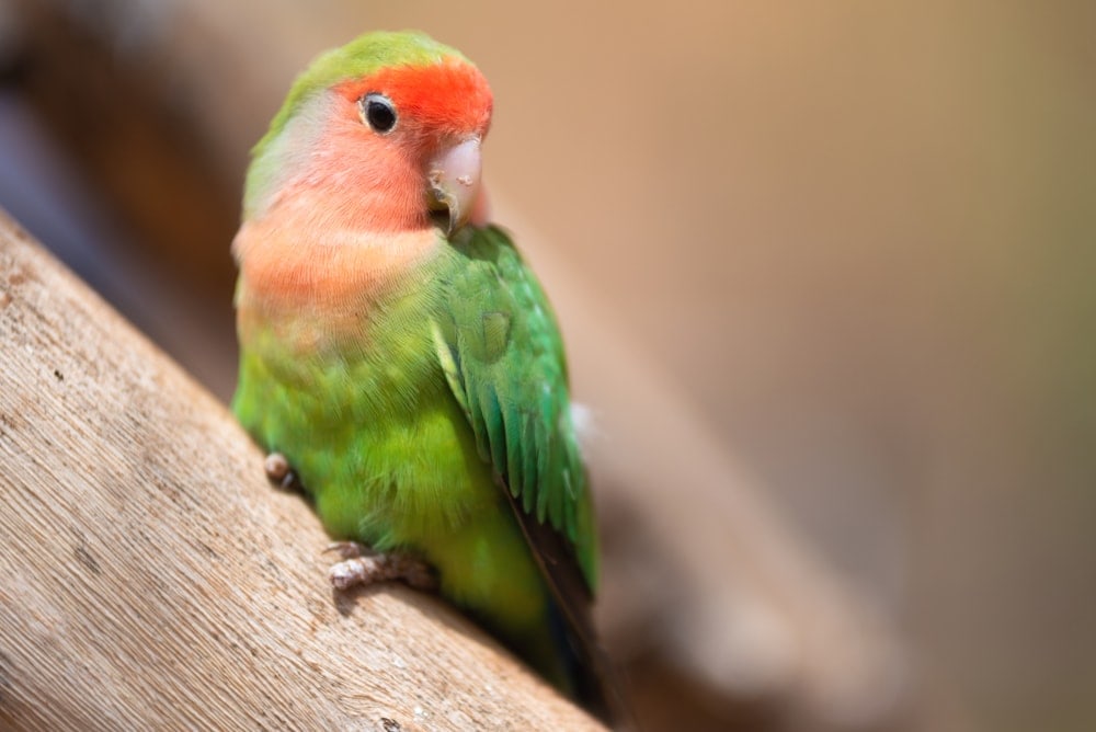 Most Gentle Pet Bird Species » Petsoid