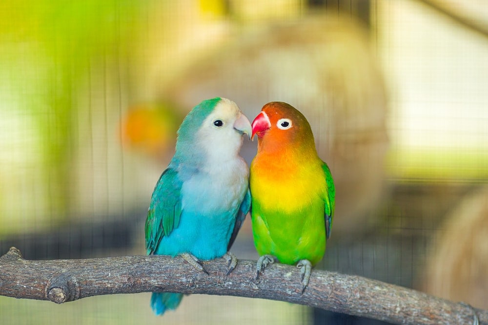 11 Best Pet Birds for Beginners » Petsoid