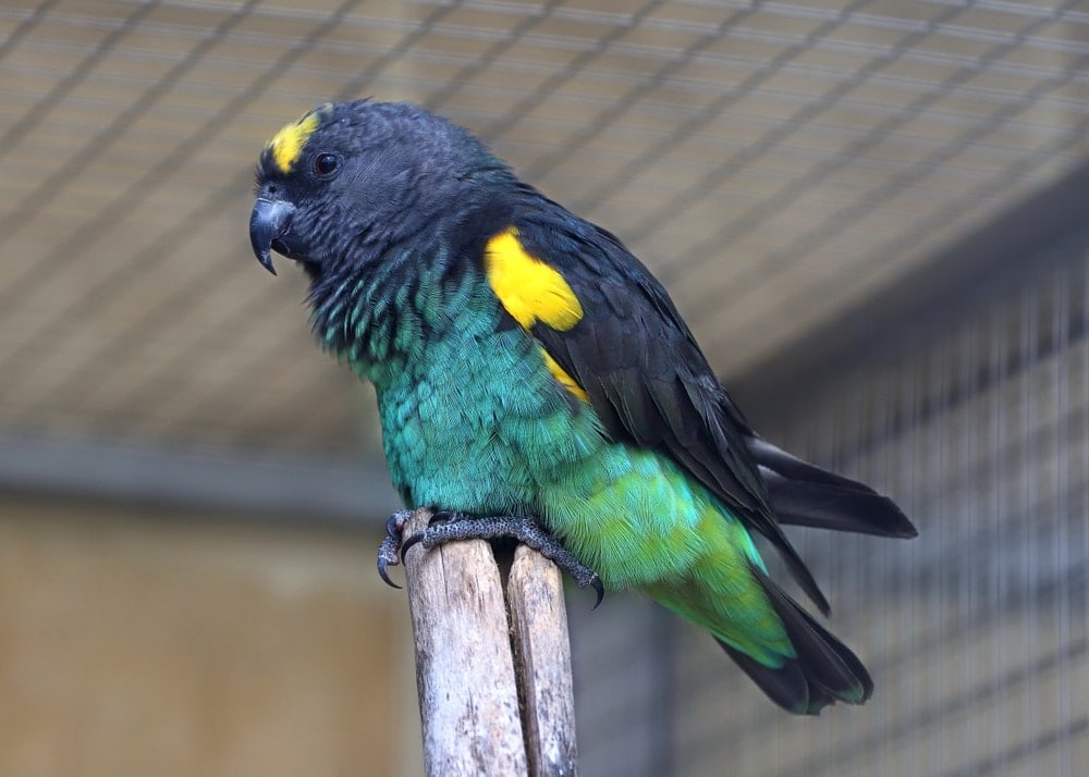 meyers parrot on a stick in the zoo