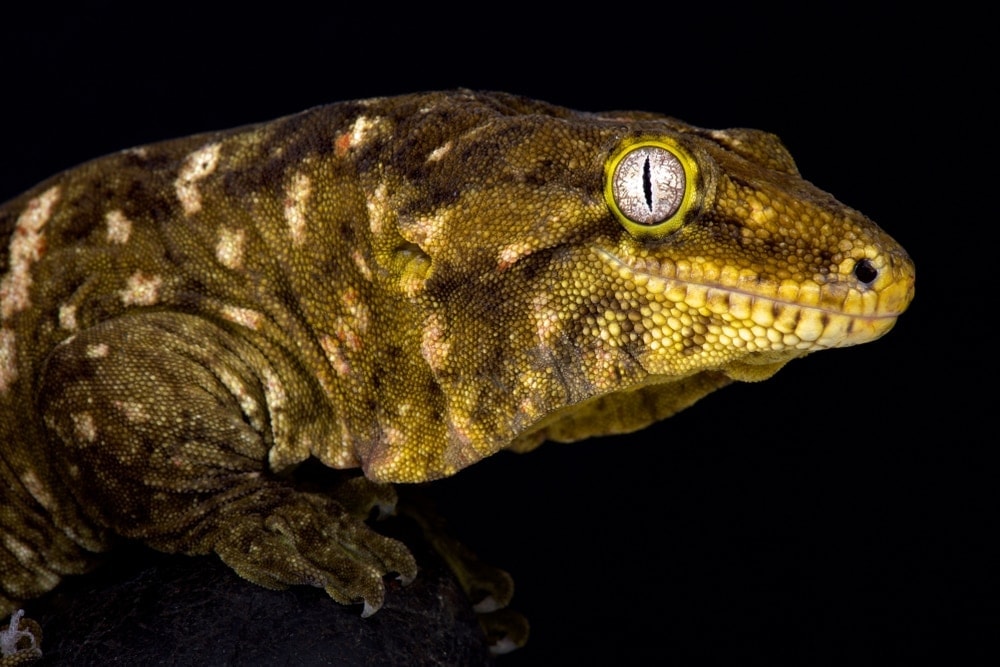 New Caledonian Giant Gecko black background