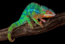 Panther Chameleon Care guide - Size, Diet & More