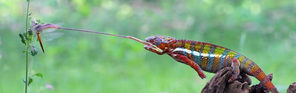 Panther Chameleon Care guide - Size, Diet & More » Petsoid