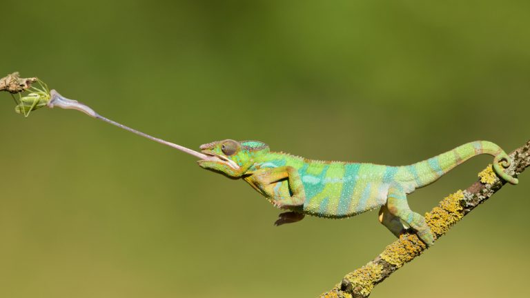 Panther Chameleon Care guide - Size, Diet & More » Petsoid