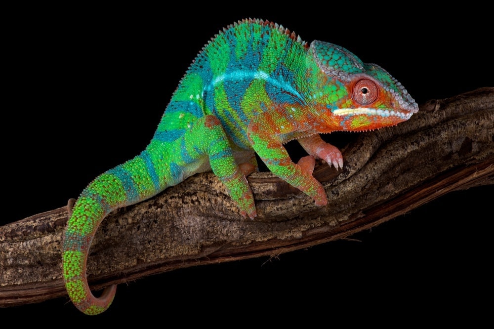 Panther Chameleon Care guide - Size, Diet & More » Petsoid