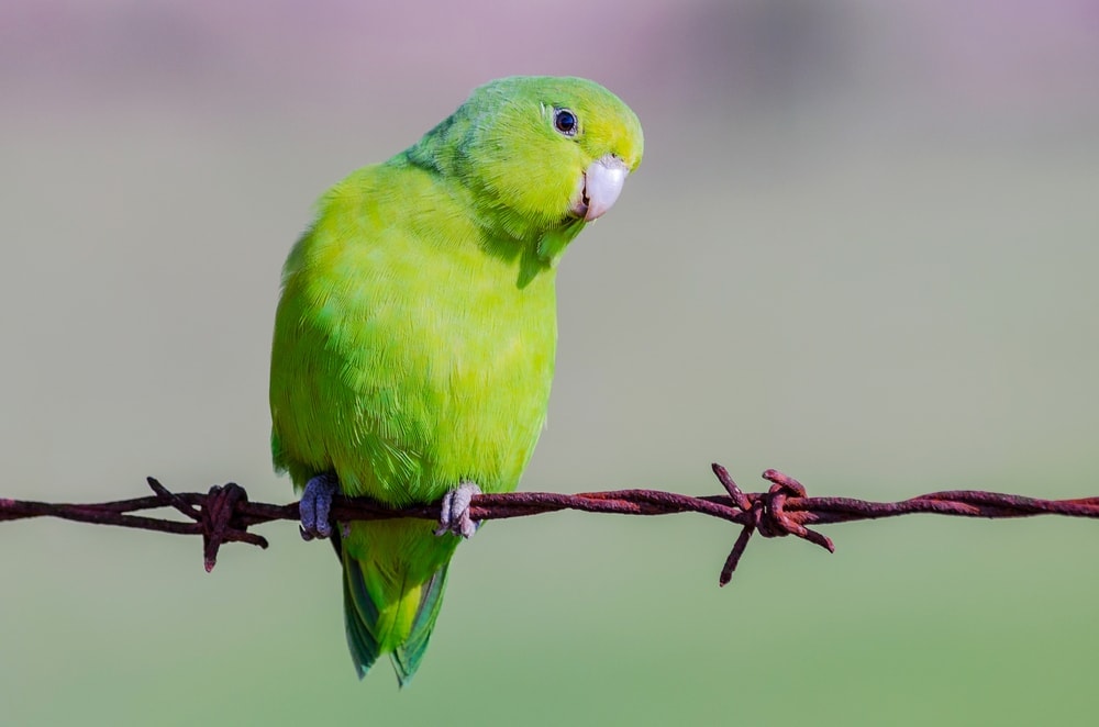 Parrotlet 1