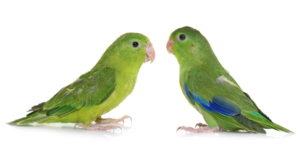 Parrotlet