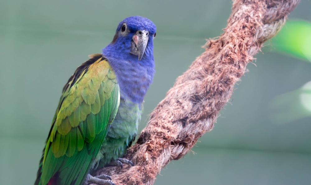 pionus parrot on a stick