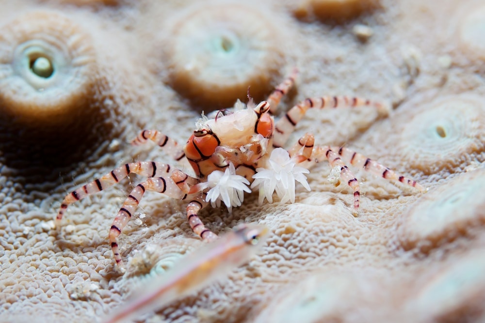 Pom Pom Crab