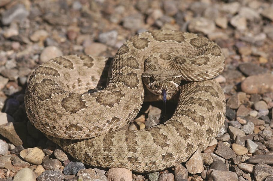 Prairie Rattlesnake