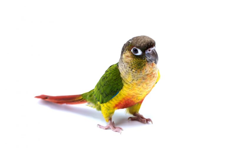 11 Best Pet Birds For Beginners Petsoid