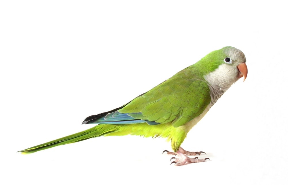 Quaker Parakeet