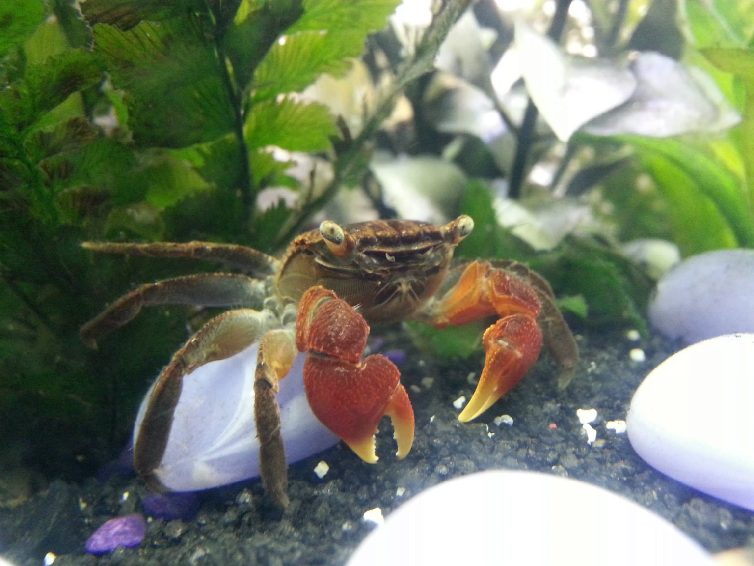 7 Freshwater Aquarium Crabs - Types » Petsoid