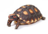 Red Footed Tortoise Care Guide & Info