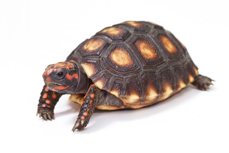 Red Footed Tortoise Care Guide & Info » Petsoid