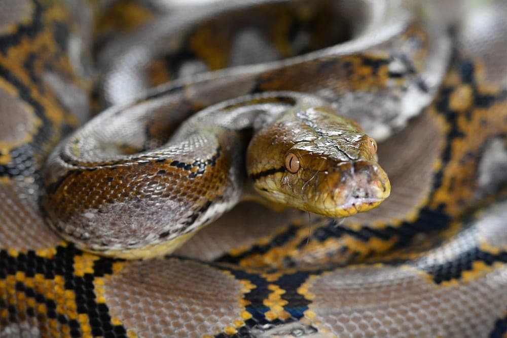 reticulated python