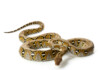 Reticulated Python Care Guide & Price