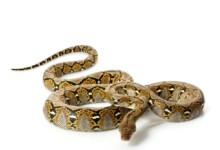 Reticulated Python Care Guide & Price