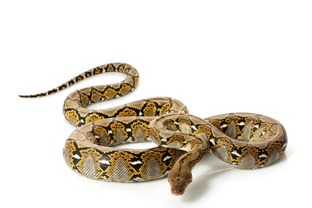 Reticulated Python white bg