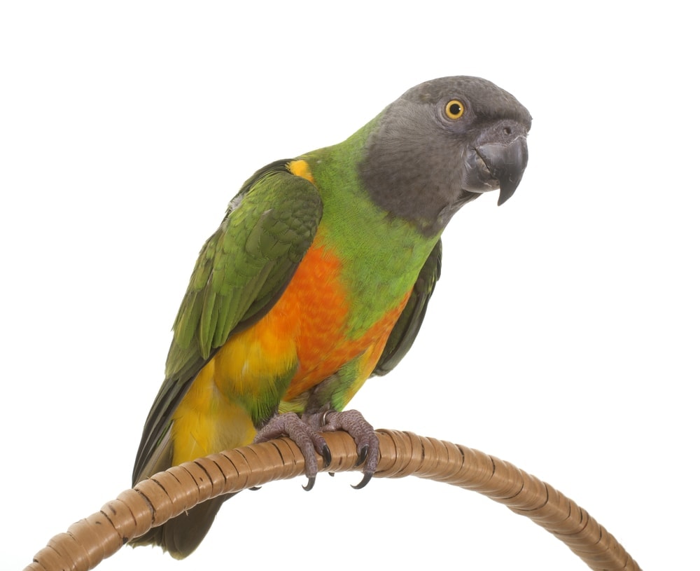 Senegal Parrot