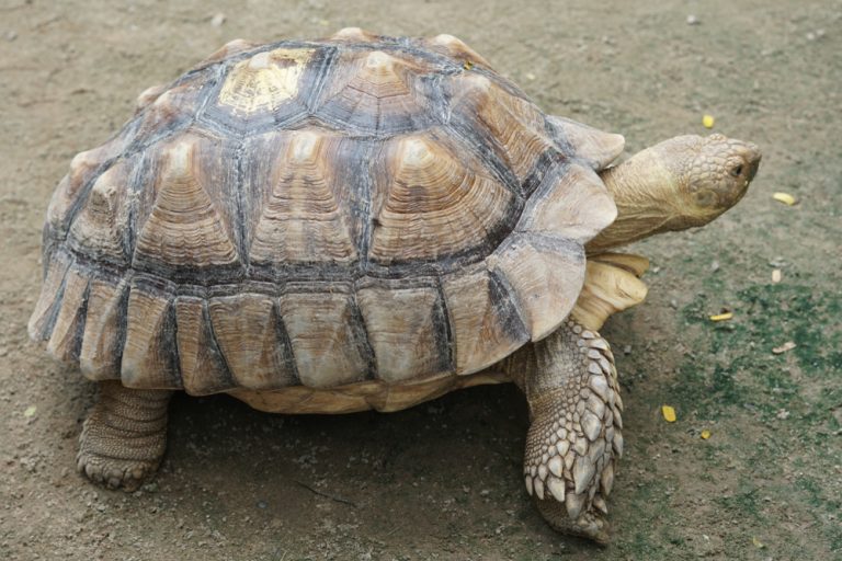 Sulcata Tortoise Care Guide & Price » Petsoid