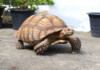 Sulcata Tortoise Care Guide & Price