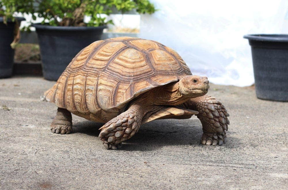 sulcata-tortoise-care-guide-price-petsoid