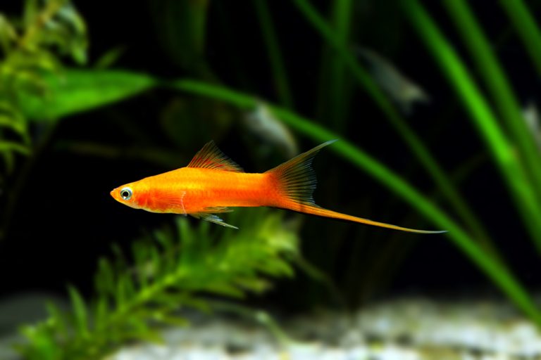 Swordtail Fish Care Guide Diet, Tank Mates & More » Petsoid