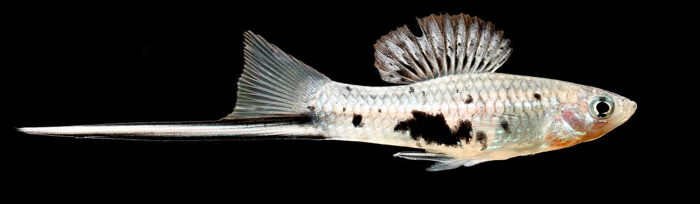 Swordtail Fish rare fish e1580477293285