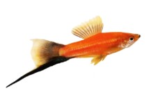 Swordtail Fish Care Guide - Diet, Tank Mates & More