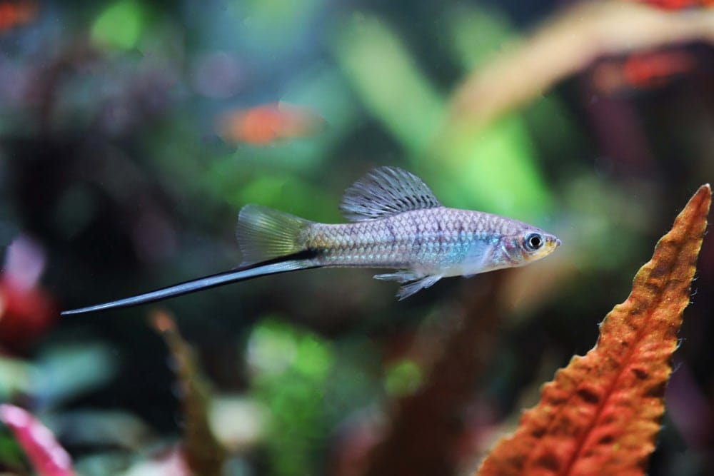 Swordtail