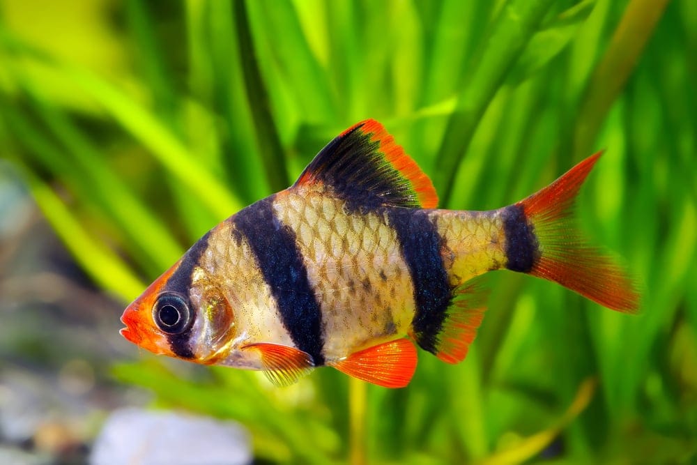 Tiger Barb