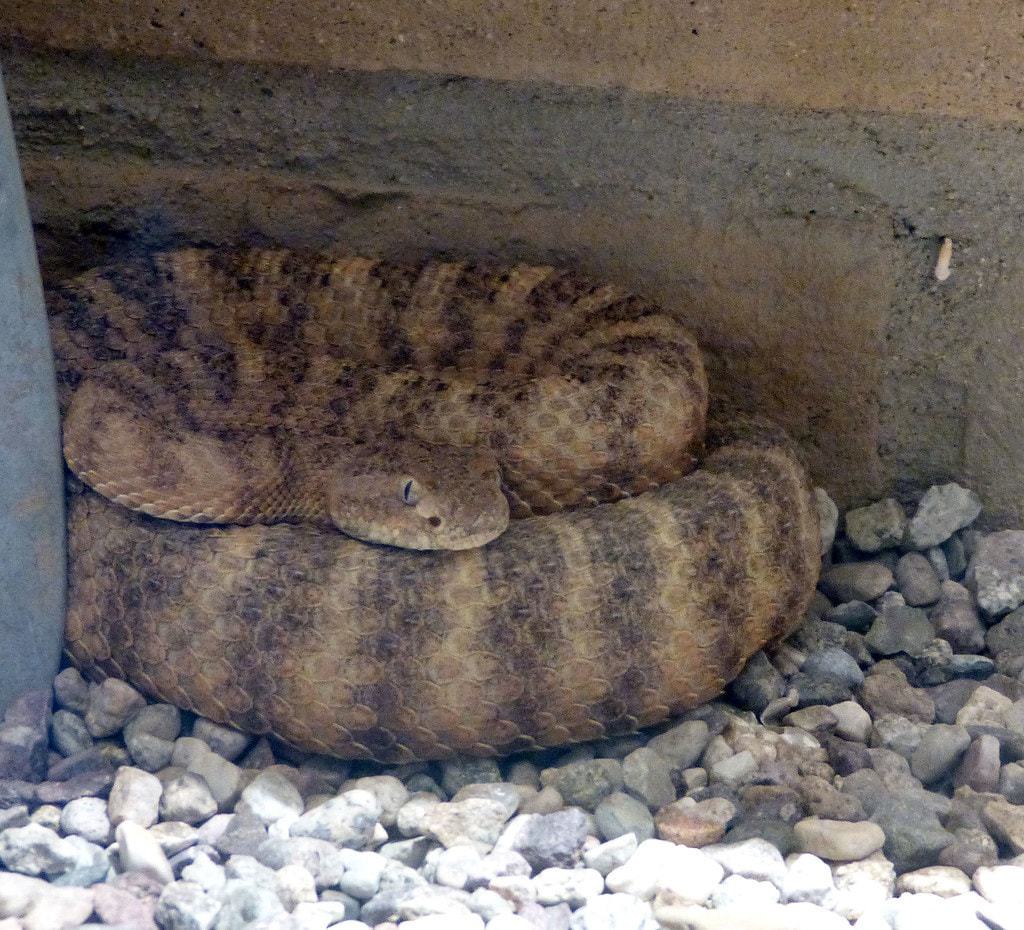 Tiger Rattlesnake